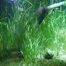 Vallisneria Nana